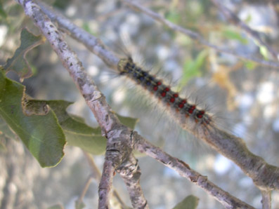 Oruga peluda de la encina - Oruga y hojas de encina mordidas.