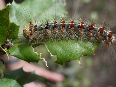 Oruga peluda de la encina - Oruga en fase avançada.