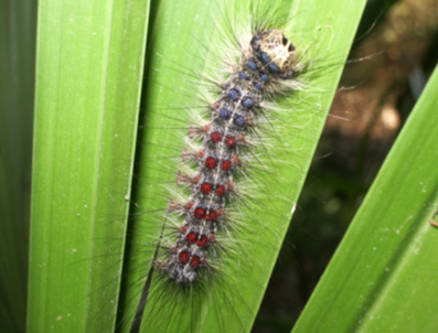 Oruga peluda de la encina - Oruga en fase avanzada.  Véanse sus tubérculos (tecas) azul y granate.