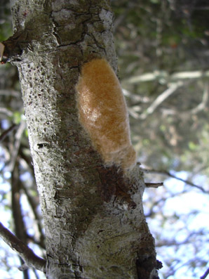 Oruga peluda de la encina - Capullo sedoso realizado por la hembra. En su interior se conserva la puesta de huevos.