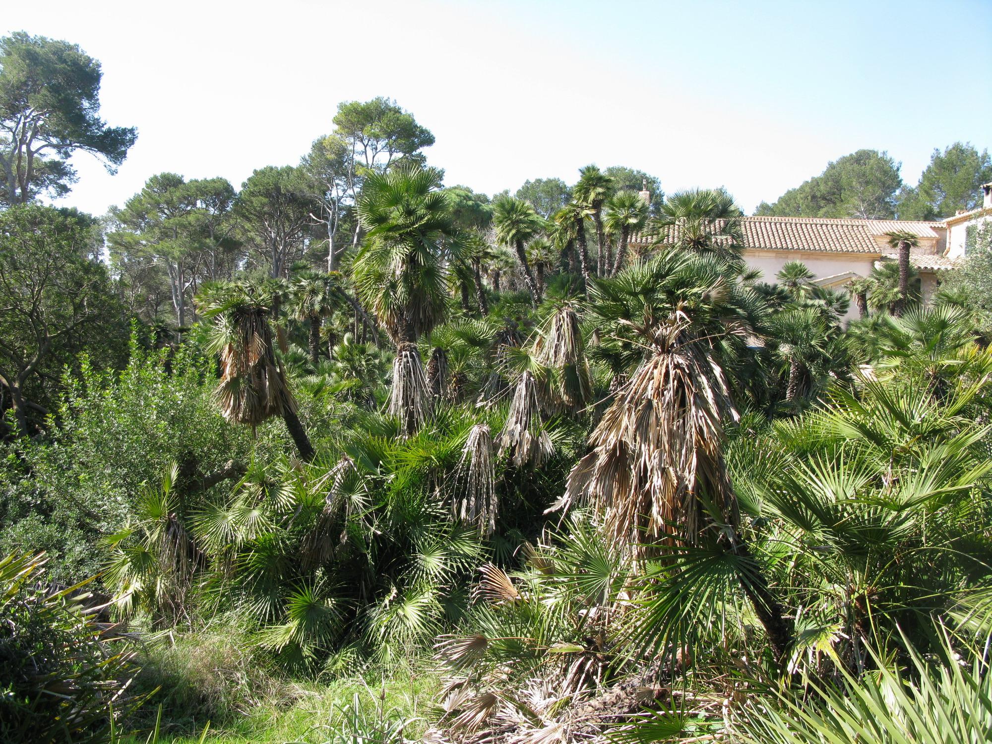 Zona tratada y afectada.