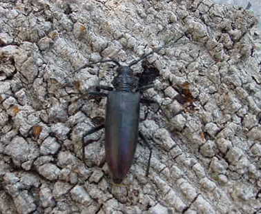 Gran capricornio - Hembra adulta buscando el lugar adecuado para la puesta de huevos.