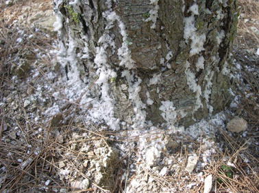 Otras plagas forestales - Primeros ataques de Paleococcus fuscipennis en Mallorca.