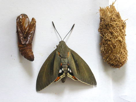 Exhuria vacía, capullo de fibras y adulto.