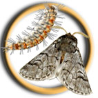 Icono de la procesionaria del pino (Thaumetopoea pityocampa). 