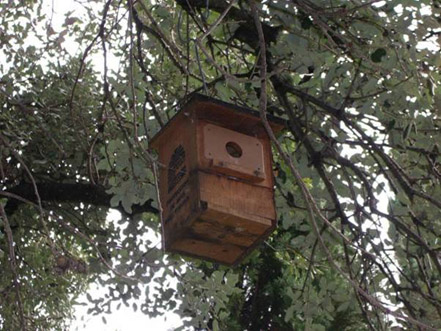 La procesionaria del pino - Caja nido para facilitar la cría de aves insectívoras.