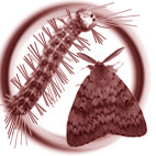 Icono de la oruga peluda de la encina (Lymantria dispar)