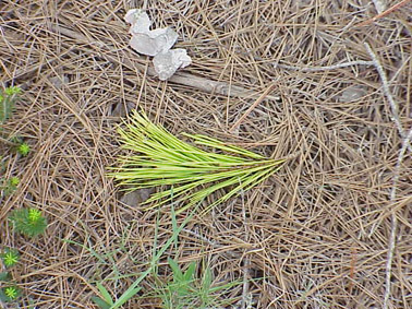 Perforadores del pino - Ramitas verdes caídas a causa del ataque de los perforadores del pino.