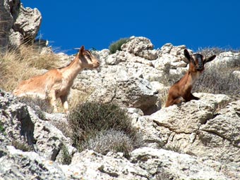 Daños bióticos - Cabras asilvestradas.