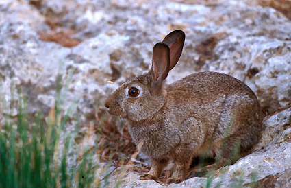 Daños bióticos - Conejo.