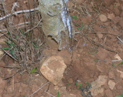 Daños bióticos - Tronco pelado y raíces descubiertas por conejo.