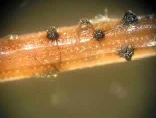 Enfermedades forestales - Sphaeropsis sapinea
