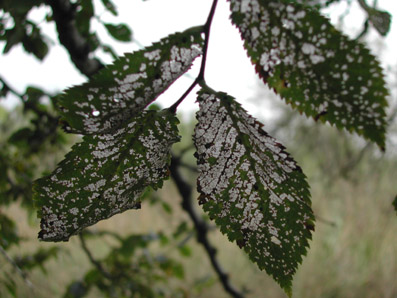 Otras plagas forestales - Hojas de olmo con típicas mordidas por larvas de (Xanthogaleruca luteola).