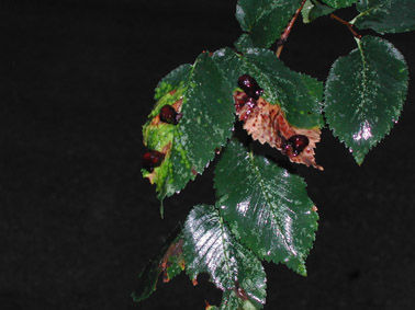 Otras plagas forestales - Olmo afectado por (Aceria ulmicola) que provoca agallas en las hojas.