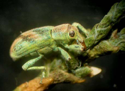 Otras plagas forestales - Ejemplar de Coniatus suavis sobre una rama de tamarisco.