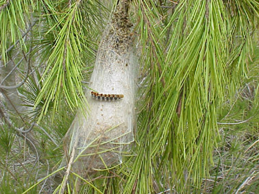 Procesionaria del pino - Oruga sobre bolsón.