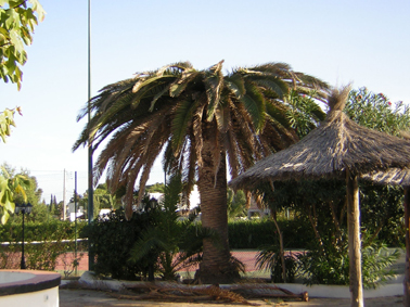 Picudo rojo de las palmeras - Palmera gravemente afectada, con la parte central destruída por el Picudo rojo.