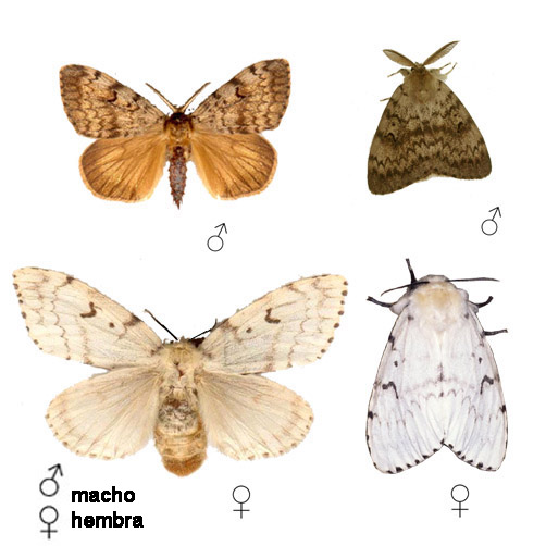 Lagarta peluda de la encina - Identificación de los adultos de la especie: arriba el macho, abajo la hembra.