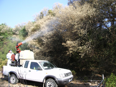 Lagarta peluda de la encina - Tratamiento directo con cañón nebulizador.