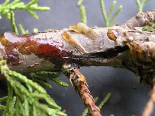 Malalties forestals - Seridium cardinale sobre xiprer