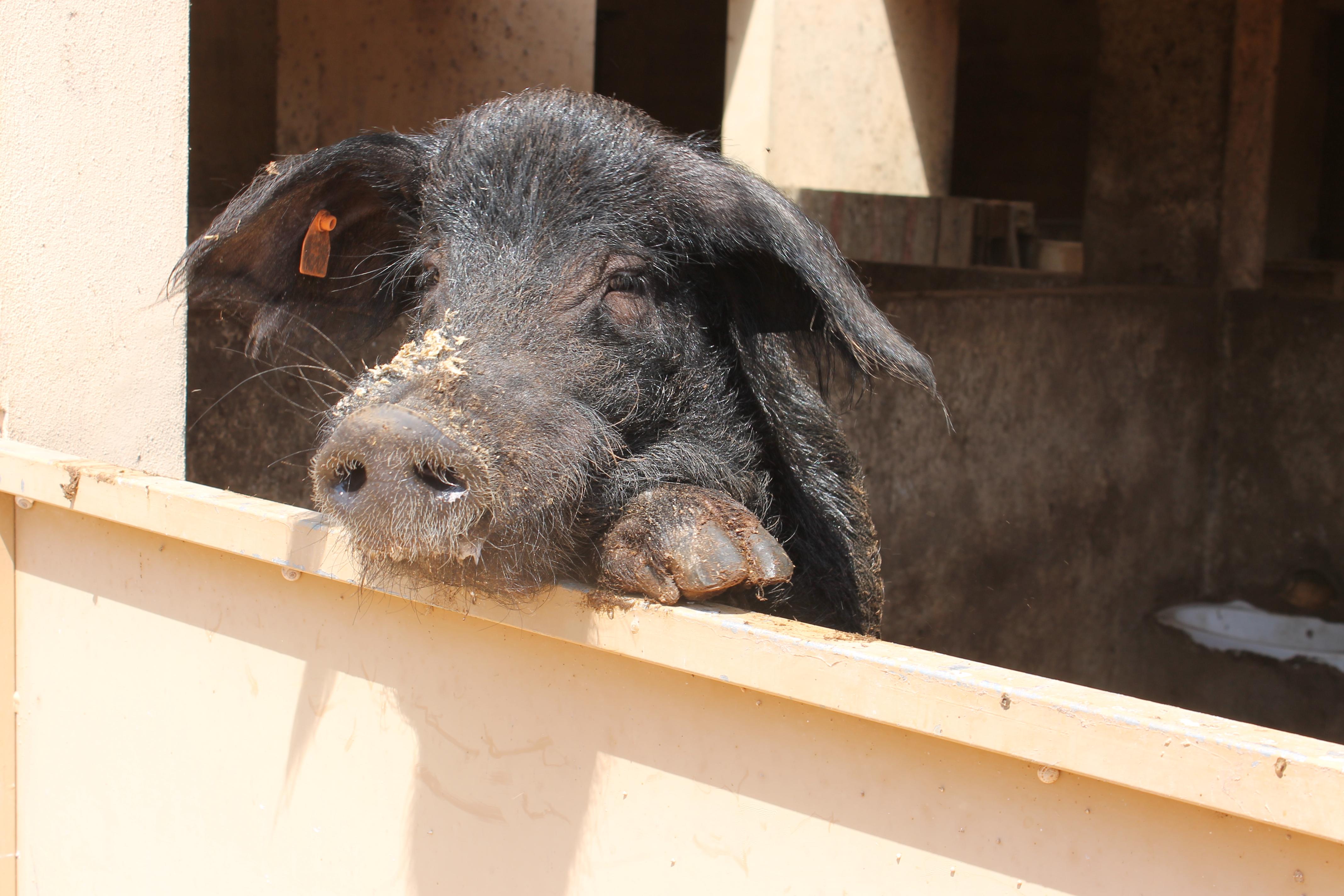 porc negre eivissa i formentera.jpg