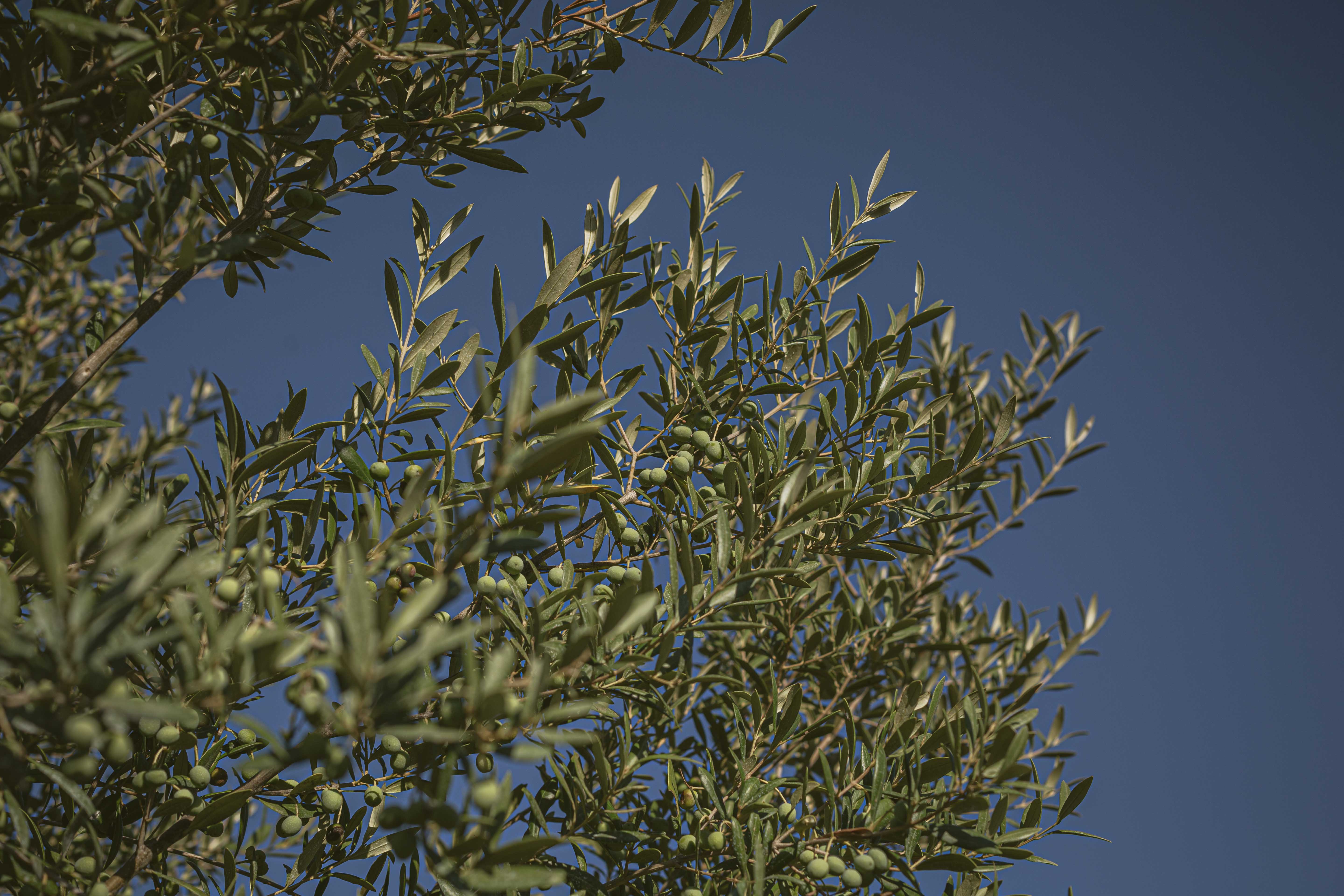 RAW_-_SES_TERRES_-_Oliveres_aplicacio_producte_02_web.jpg