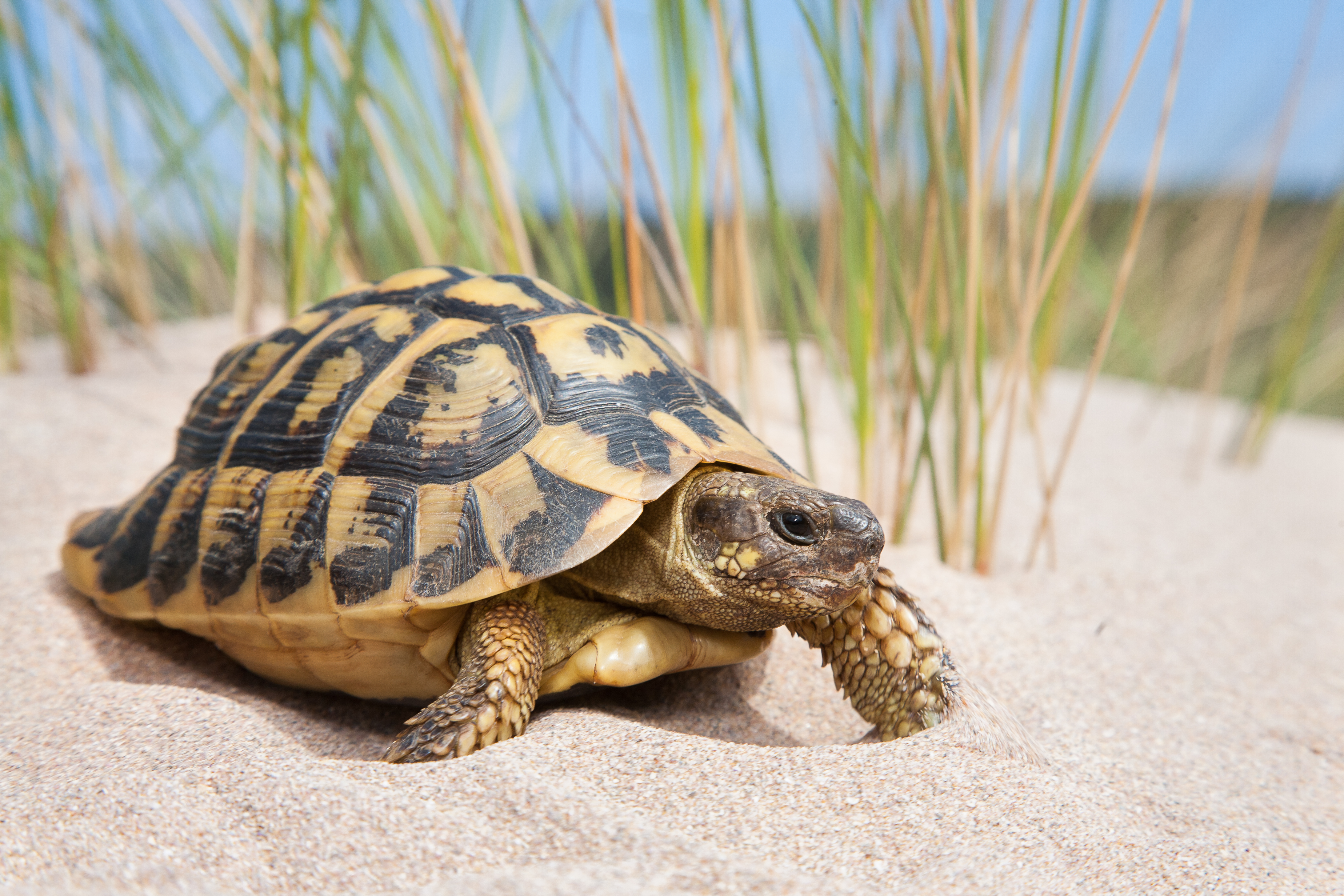 desc_Tortuga_873.jpg