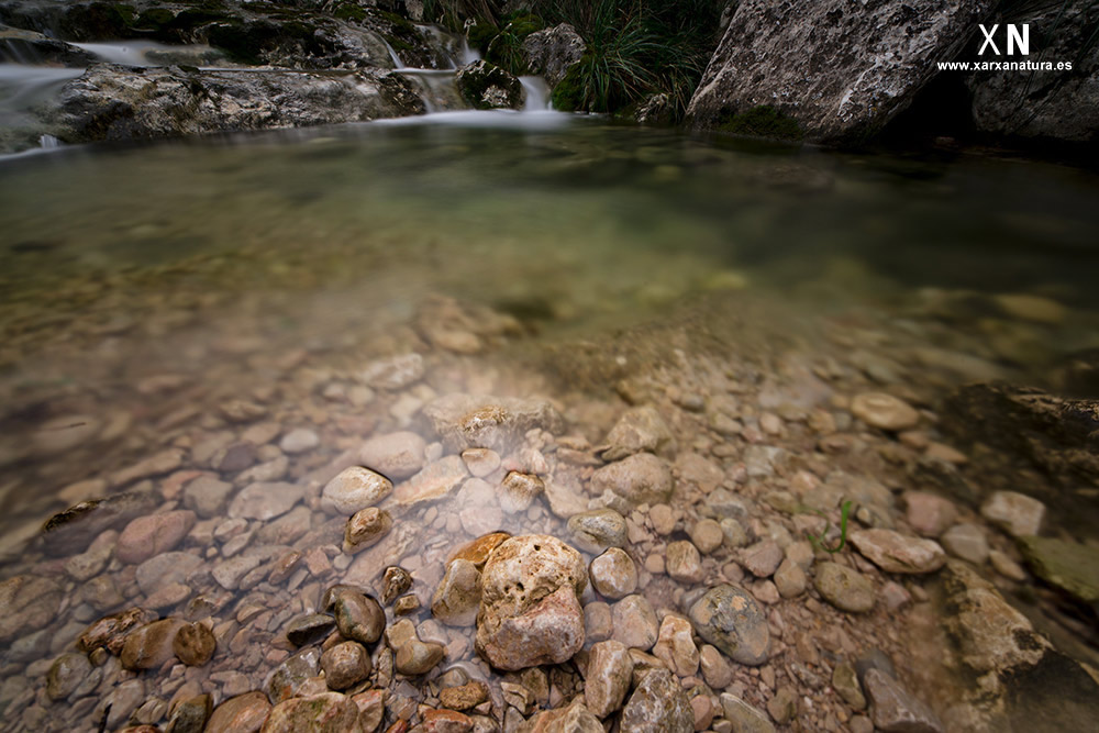 El torrent 4