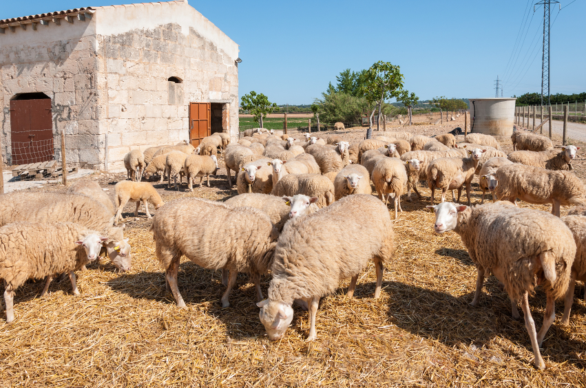 Un grup d'ovelles