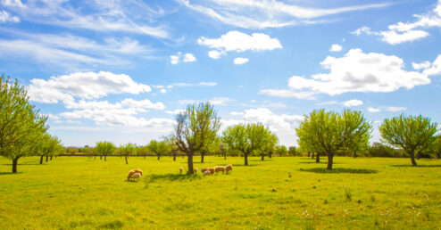136 Índex de la qualitat de l'aire a les Illes Balears Ovelles pastant devora uns ametllers i sota un cel blau