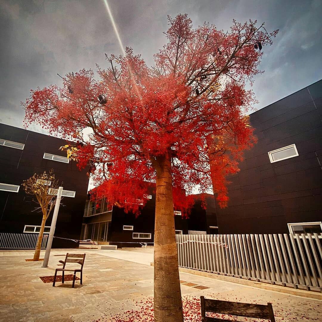 Vista d'edificis i arbre en primer pla