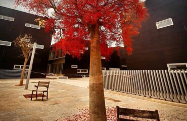 Vista d'edificis i arbre en primer pla