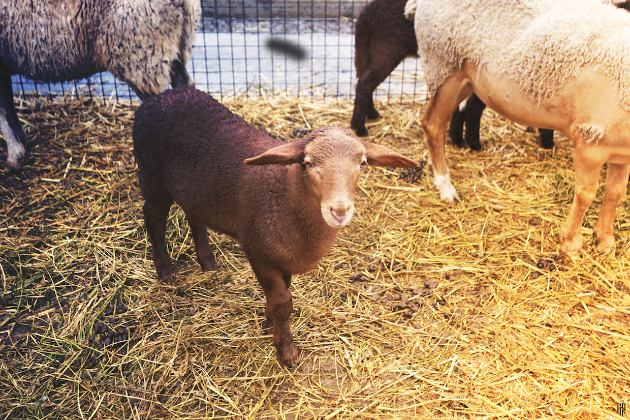 Agricultura i ramaderia