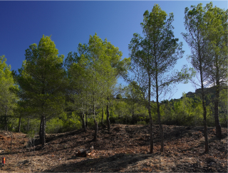 Gestió forestal