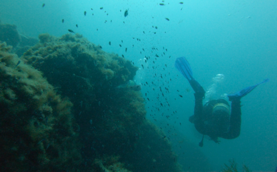 M2 4483388ca Bussejador