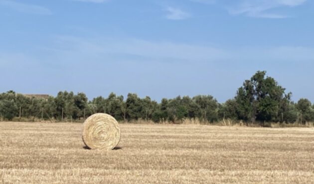 Camp segat amb una bala al fons