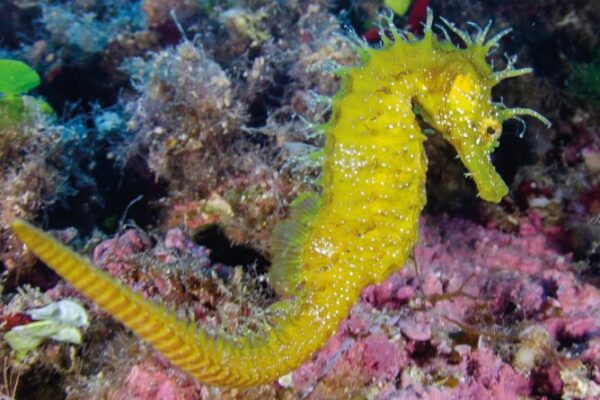 Cavallet de mar (fotografia Jose A. Arribas)