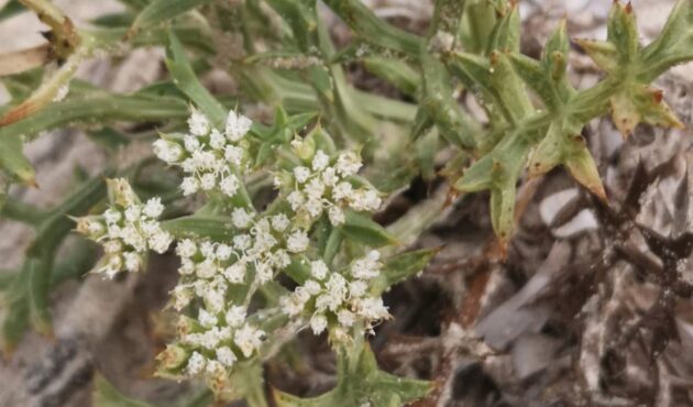 L''Echinophora spinosa' és una planta catalogada com a d'Especial Protecció a les Illes Balears.