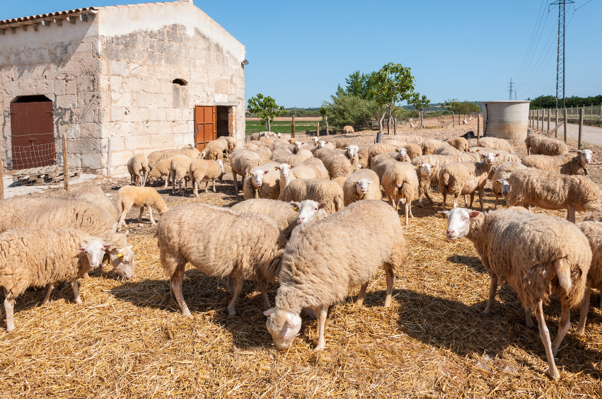 Un ramat d'ovelles, a una granja.
