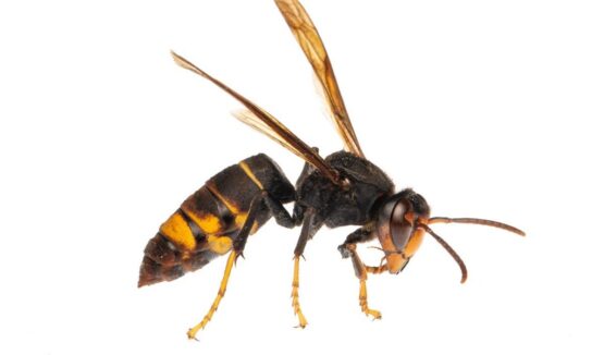 Vespa asiàtica (Vespa velutina)