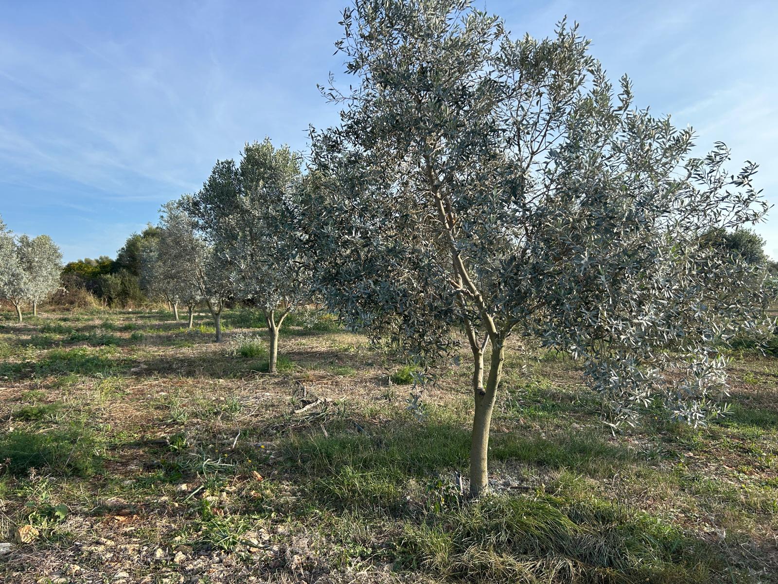 Olivar a Menorca