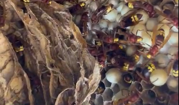 Niu de vespa oriental localitzat a Esporles