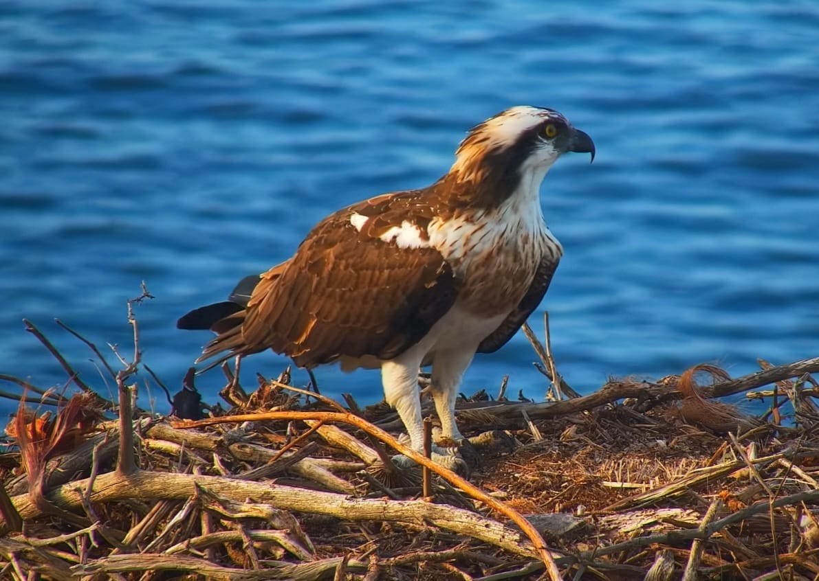  El niu d'àguila peixatera al Parc Natural de la Península de Llevant.