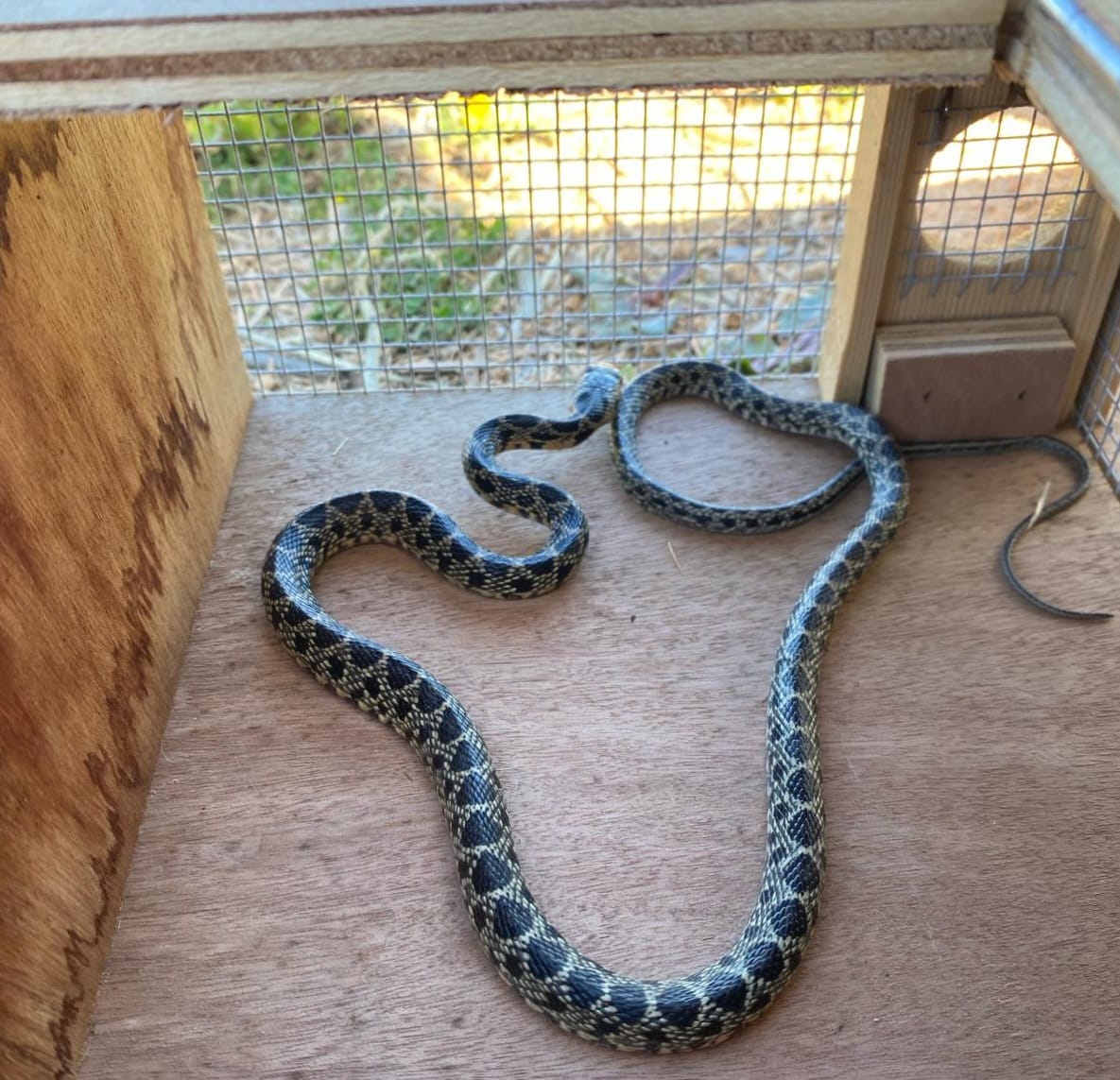 Exemplar de serp capturat a Eivissa